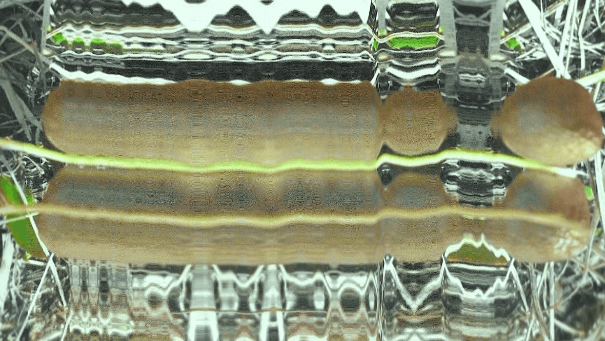 PsilocybeSerbica PsilocybeSerbica