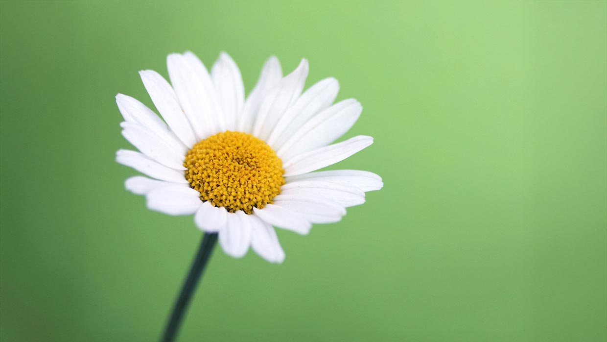 Header Sommerkonzert